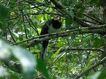 Red faced malkoha sinharaja tour guide