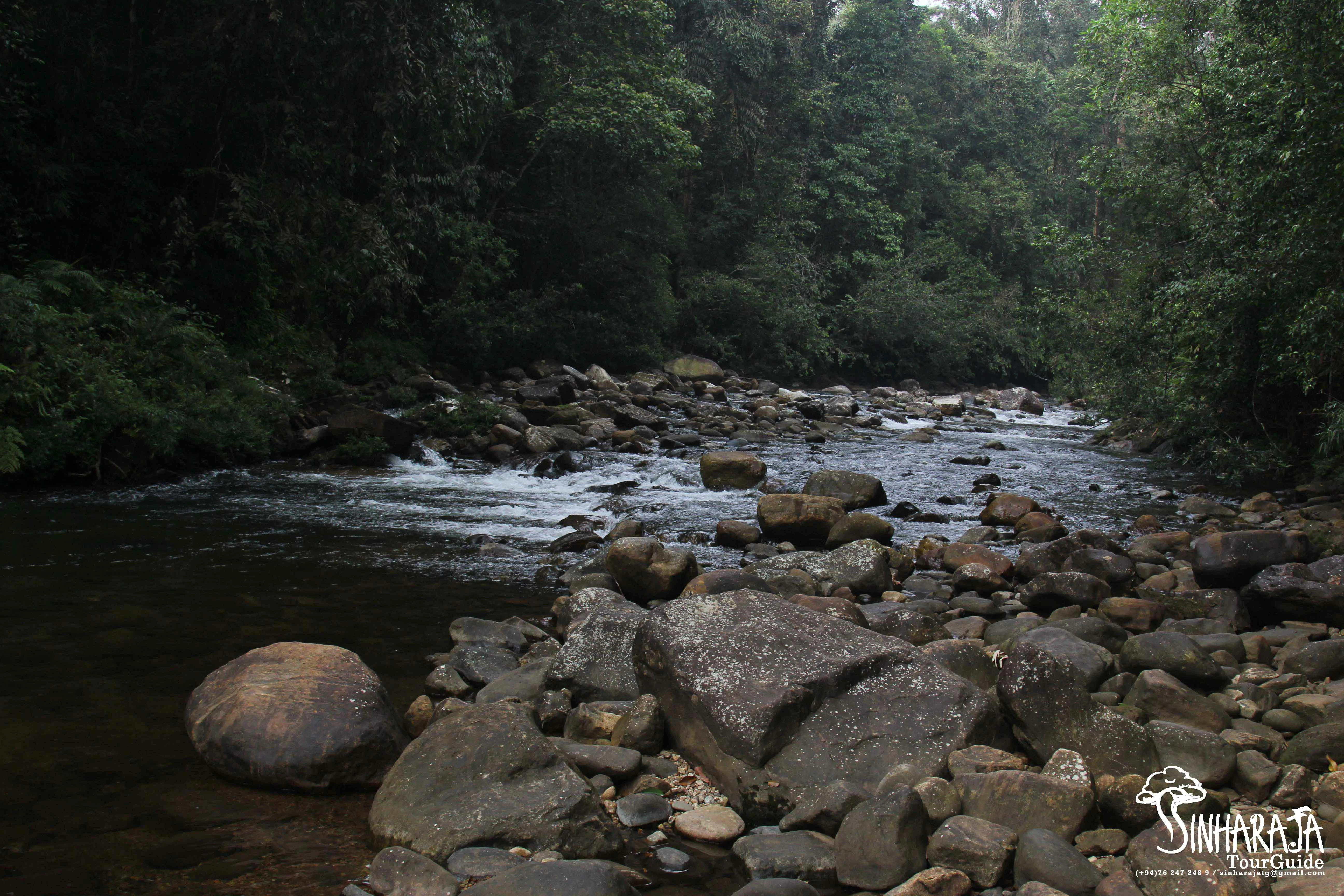 Tour packages in Sinharaja Forest Reserve