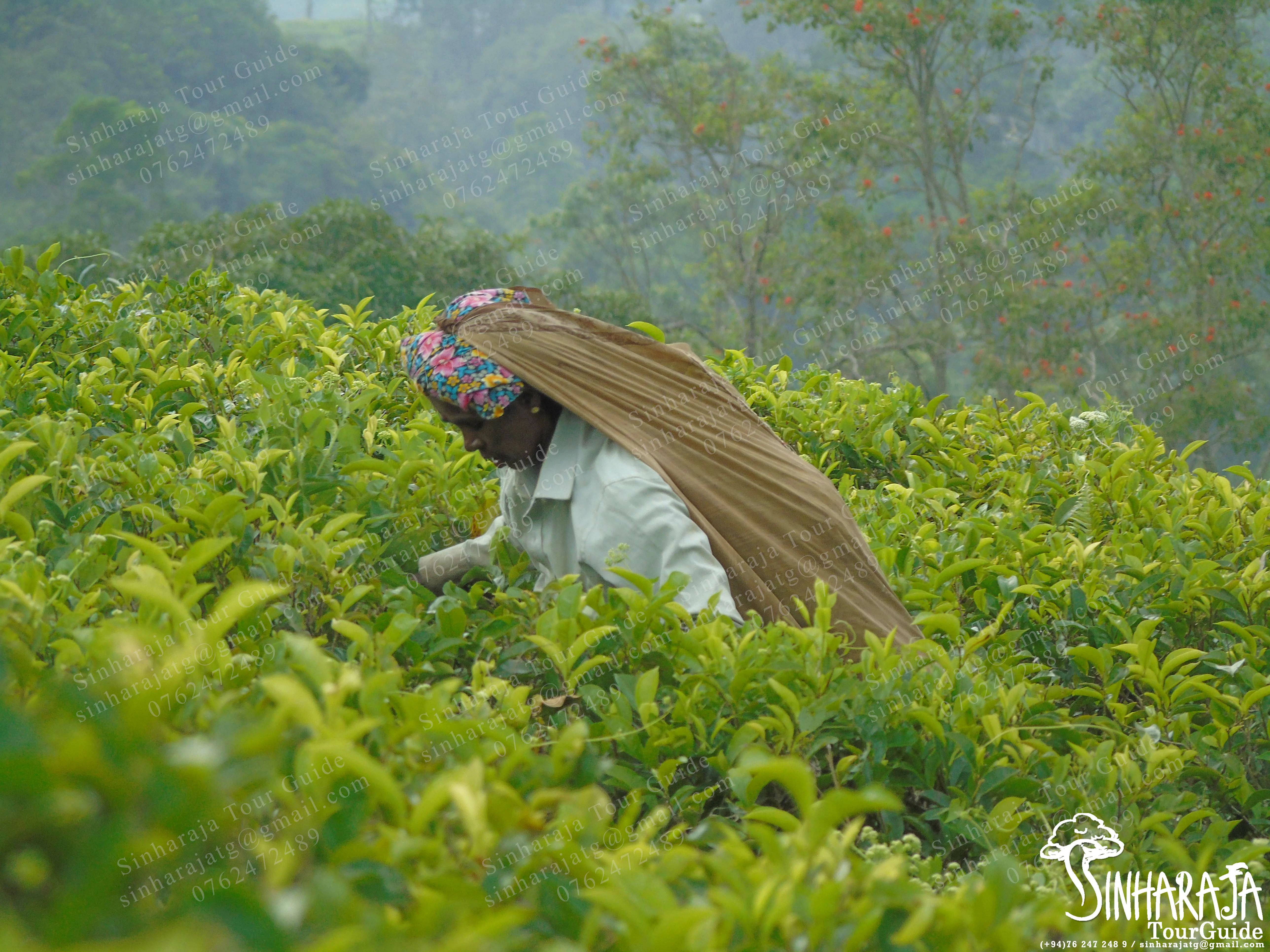 Tea Factory visit in Sinharaja Rainforest