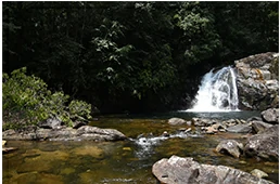 Tour Packages in Sinharaja Rain Forest Reserve